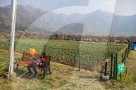 Tulip Garden Opens In Srinagar 