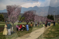 Tulip Garden Opens In Srinagar 