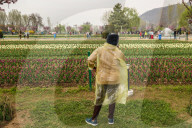 Tulip Garden Opens In Srinagar 
