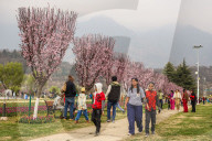 Tulip Garden Opens In Srinagar 
