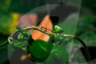 Asian Weaver Ants Extracting Honeydew From An Aphid - Animal India