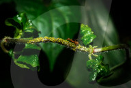 Asian Weaver Ants Extracting Honeydew From An Aphid - Animal India