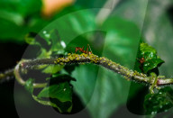 Asian Weaver Ants Extracting Honeydew From An Aphid - Animal India