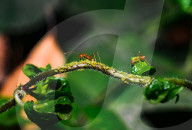 Asian Weaver Ants Extracting Honeydew From An Aphid - Animal India