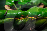 Asian Weaver Ants Extracting Honeydew From An Aphid - Animal India