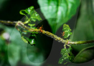 Asian Weaver Ants Extracting Honeydew From An Aphid - Animal India