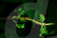 Asian Weaver Ants Extracting Honeydew From An Aphid - Animal India