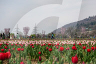 Kashmir: Asia's Largest Tulip Garden Thrown Open For People 