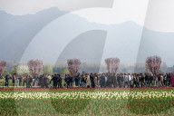 Kashmir: Asia's Largest Tulip Garden Thrown Open For People 