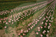 Kashmir: Asia's Largest Tulip Garden Thrown Open For People 
