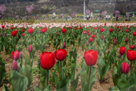 Kashmir: Asia's Largest Tulip Garden Thrown Open For People 