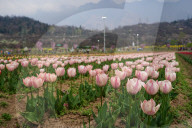 Kashmir: Asia's Largest Tulip Garden Thrown Open For People 