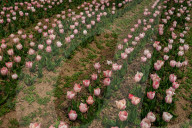 Kashmir: Asia's Largest Tulip Garden Thrown Open For People 