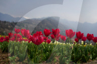 Kashmir: Asia's Largest Tulip Garden Thrown Open For People 