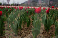Kashmir: Asia's Largest Tulip Garden Thrown Open For People 
