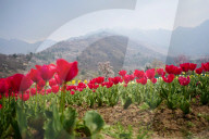 Kashmir: Asia's Largest Tulip Garden Thrown Open For People 