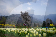Kashmir: Asia's Largest Tulip Garden Thrown Open For People 