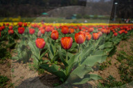 Kashmir: Asia's Largest Tulip Garden Thrown Open For People 