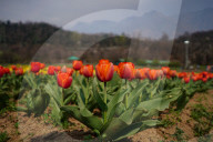 Kashmir: Asia's Largest Tulip Garden Thrown Open For People 