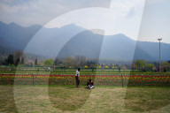 Kashmir: Asia's Largest Tulip Garden Thrown Open For People 