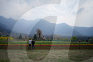 Kashmir: Asia's Largest Tulip Garden Thrown Open For People 