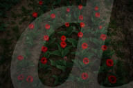 Kashmir: Asia's Largest Tulip Garden Thrown Open For People 
