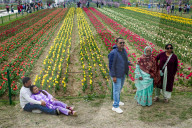 Kashmir: Asia's Largest Tulip Garden Thrown Open For People 