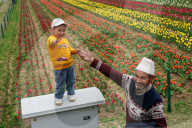 Kashmir: Asia's Largest Tulip Garden Thrown Open For People 