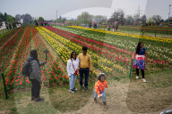 Kashmir: Asia's Largest Tulip Garden Thrown Open For People 