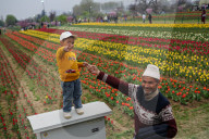 Kashmir: Asia's Largest Tulip Garden Thrown Open For People 