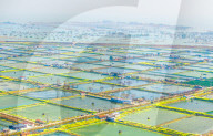 An Aquaculture Base in Suqian