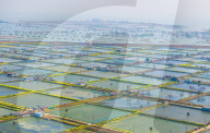 An Aquaculture Base in Suqian