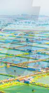 An Aquaculture Base in Suqian