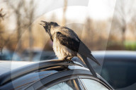 Crow