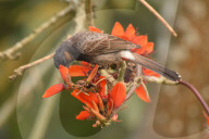 India Wildlife