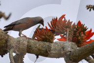 India Wildlife
