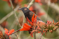 India Wildlife
