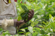 Tea Harvest In India 