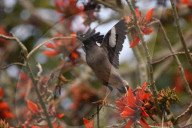 India Wildlife