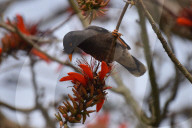 India Wildlife