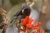 India Wildlife