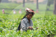 Tea Harvest In India 