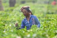 Tea Harvest In India 