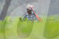 Tea Harvest In India 