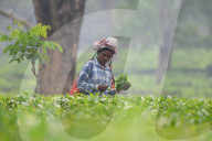 Tea Harvest In India 