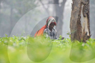 Tea Harvest In India 