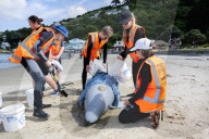 Fake dolphins and frantic digging: the army of helpers learning to rescue New Zealand's stranded whales.