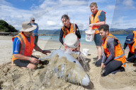 Fake dolphins and frantic digging: the army of helpers learning to rescue New Zealand's stranded whales.