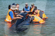 Fake dolphins and frantic digging: the army of helpers learning to rescue New Zealand's stranded whales.
