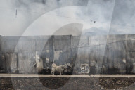 Wildfire Causes Severe Damage In North Gyeongsang, Continues For Days